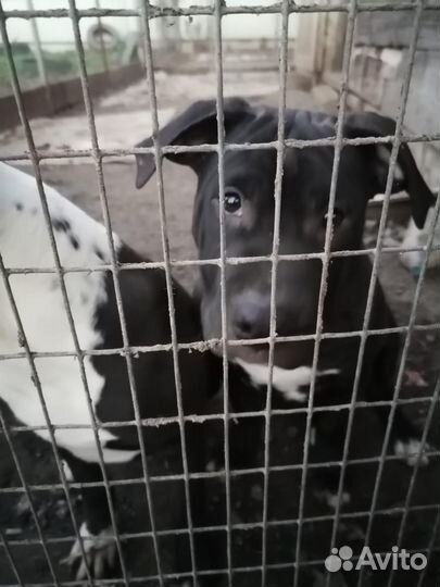 Продажа животных