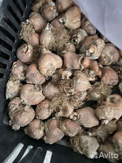 Луковицы тюльпана после выгонки