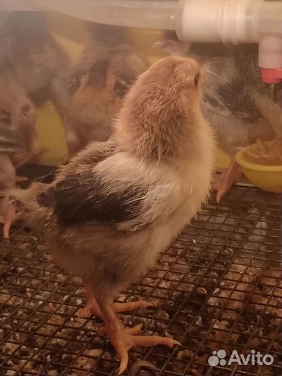 Кучинские цыплята в СПб