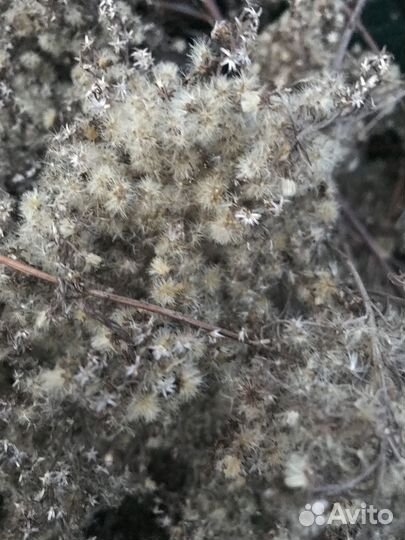 Золотарник (семена, корни, стебли, целиком)