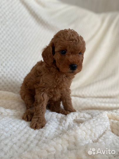 Щенки той пуделя