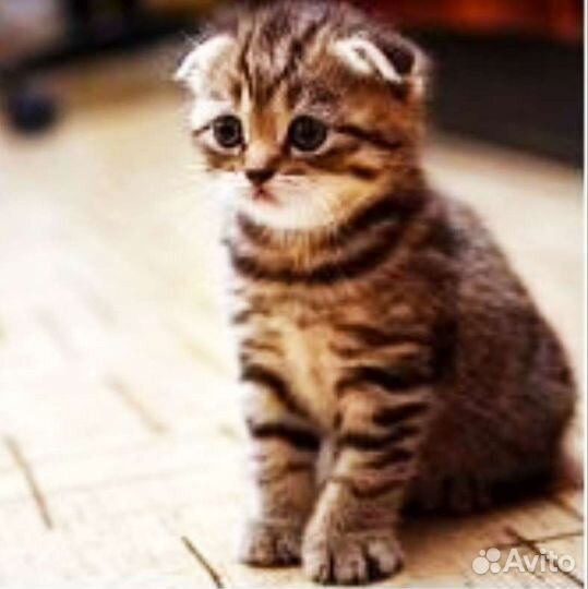 Котята дaром