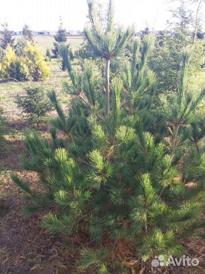 Кедр, кедры, сосна кедровая