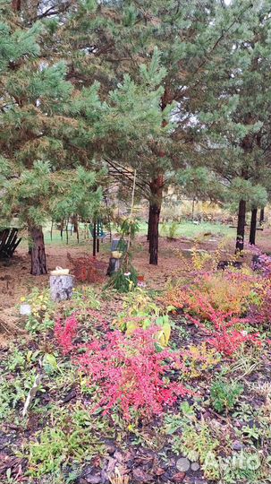 Распродажа цветов и декоративных растений для сада