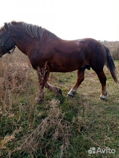 Овцы, лошади