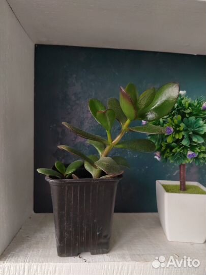 Толстянка (денежное дерево)