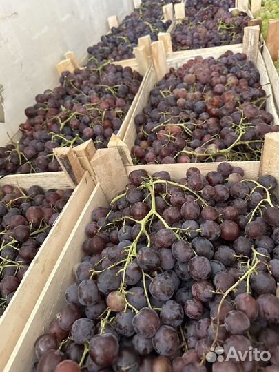 Виноград для вина
