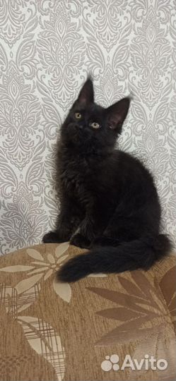 Котята мейн-кун