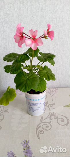 Пеларгония герань