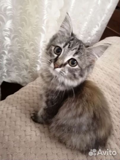 Кошка в дар бесплатно