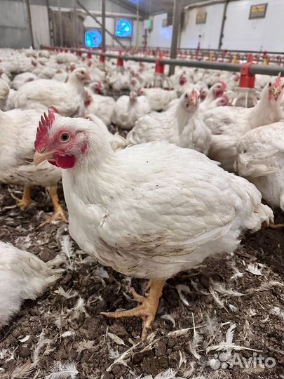Куры бройлеры