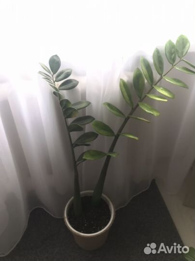 Замиокулькас