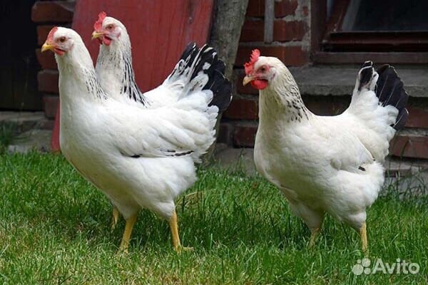 Яйца домашние