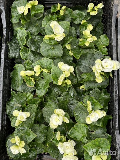 Бегония элатиор