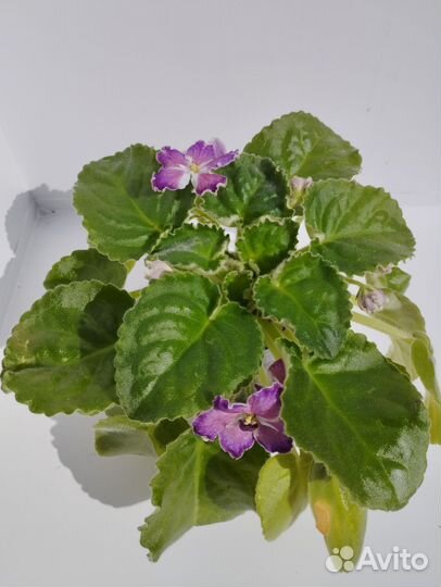 Кротоны, эукуба, фиалки, цикас