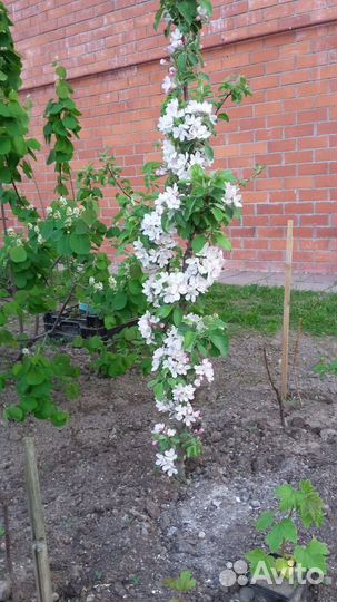 Районированные груши, яблони, вишни