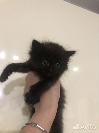 Котята отдам бесплатно