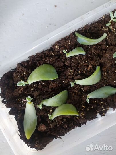 Суккулент граптопиталум детки