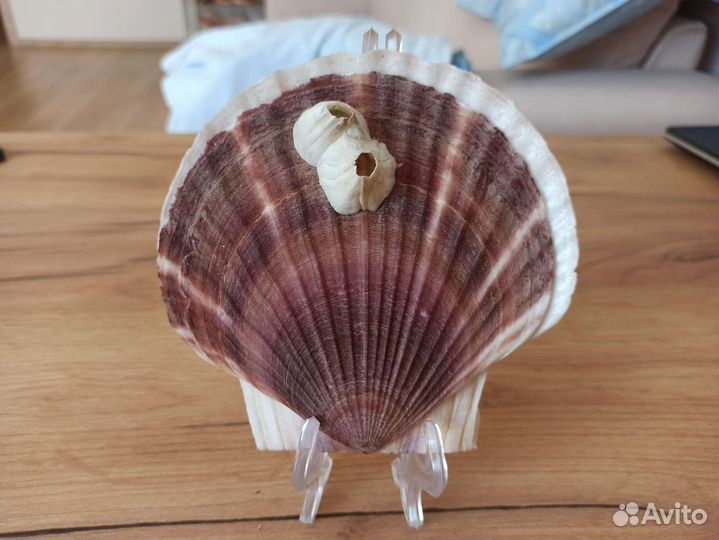 Морская раковина