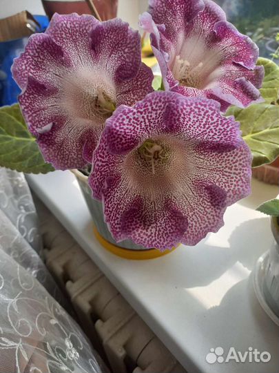 Глоксиния, Фиалки, Алоэ