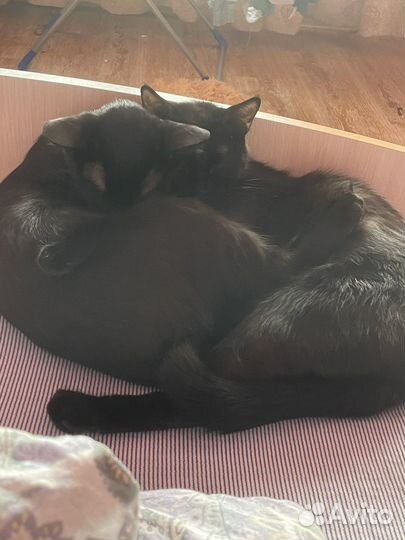 Кошки в добрые руки