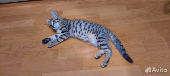 Котята в добрые руки бесплатно