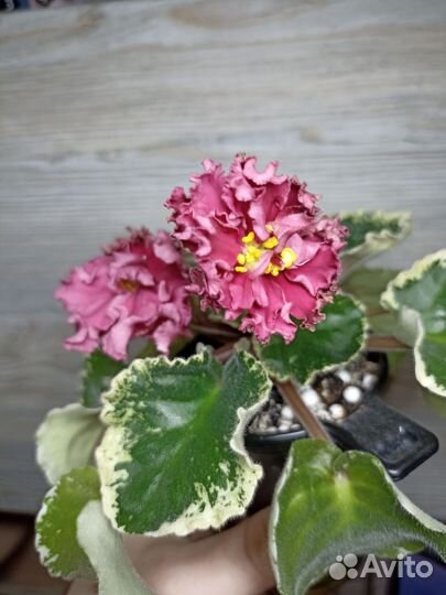 Листы на срез сортовых фиалок