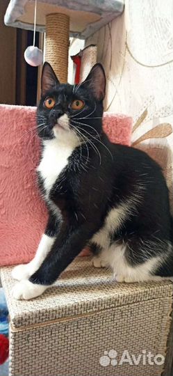 Кошка в дар