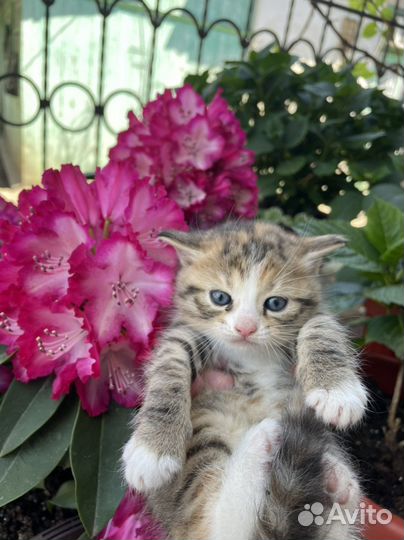 Кошечка в добрые руки