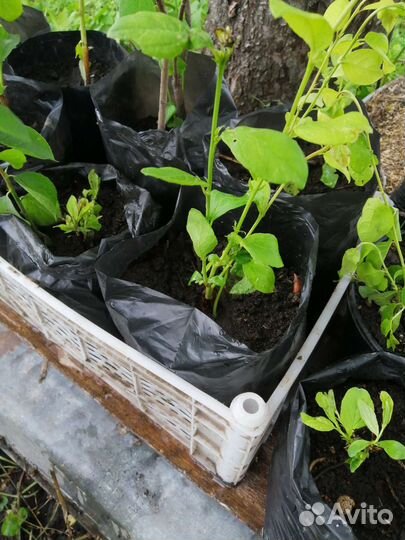 Саженцы сливы