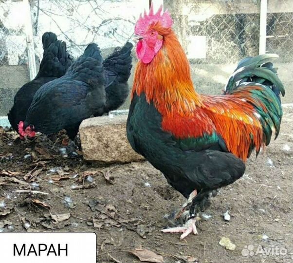 Инкуб. яйцо и петушки Фавероль,Маран,Ухейилюй