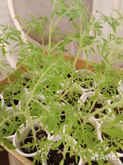 Серебристая ель,Петуния