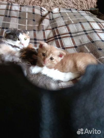 Продам вислоухих котят