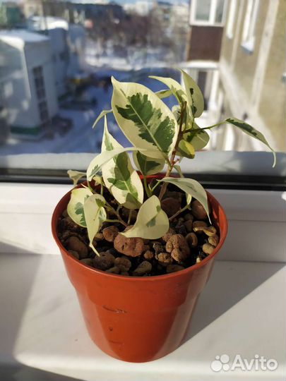 Фикус Бенджамина Твилайт толстянка красула