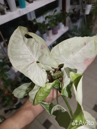 Сингониумы сортовые