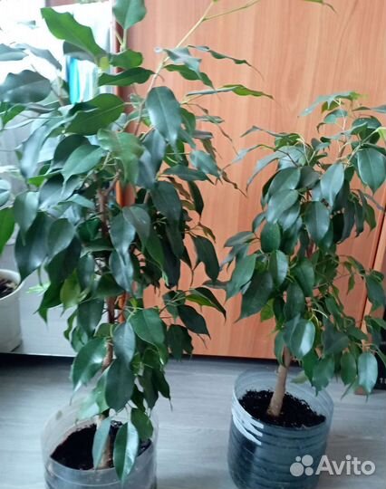 Бенджамина