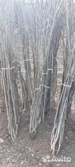 Саженцы плодовых деревьев