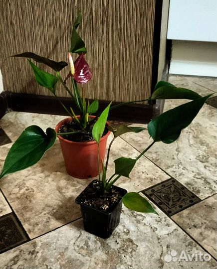 Антуриум Блэк Лав