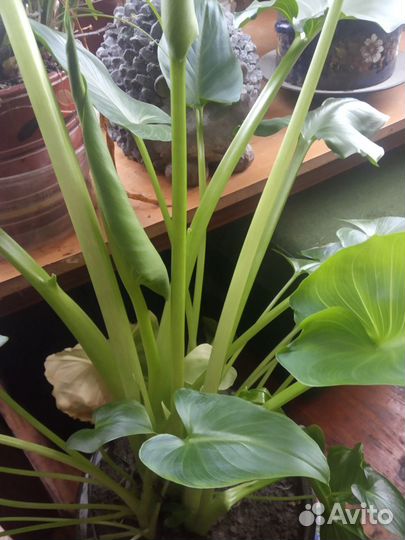 Каллы многолетник