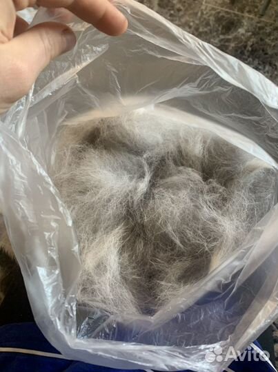 Собачья шерсть хаски