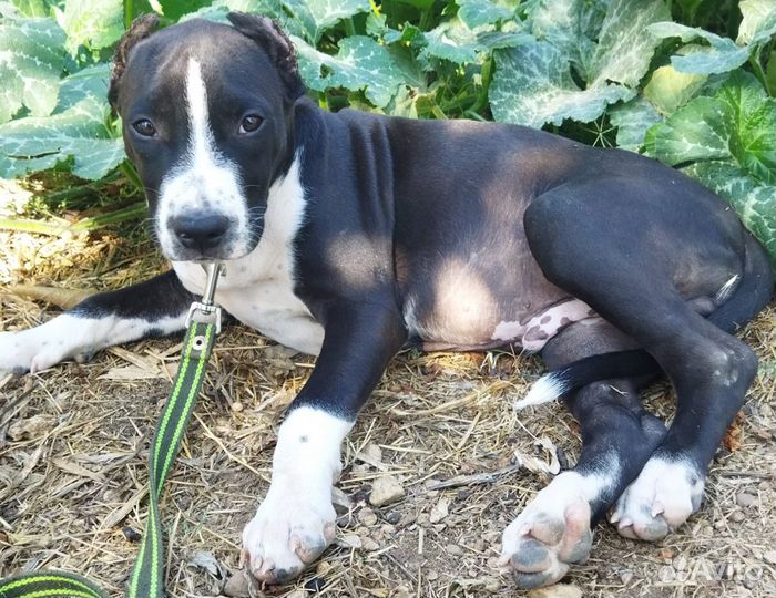 Щенок амстаффа