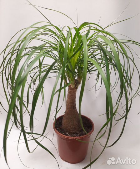 Нолина бокарнея