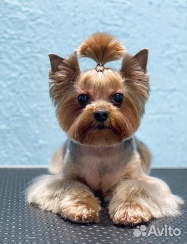 Груминг. Стрижка собак и кошек