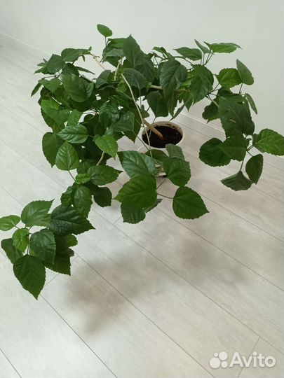 Драцены, фикус, роза