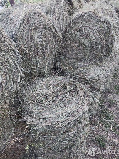 Сено в рулонах 20 -25 кг