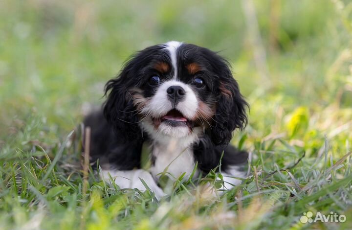 Кавалер кинг чарльз спаниель