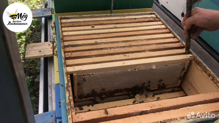 Мед свежий натуральный. Собственное производство