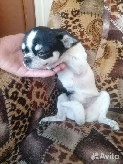 Чихуахуа