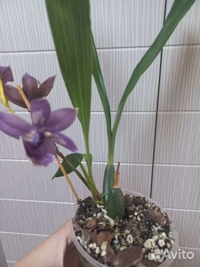 Орхидея зигопеталум