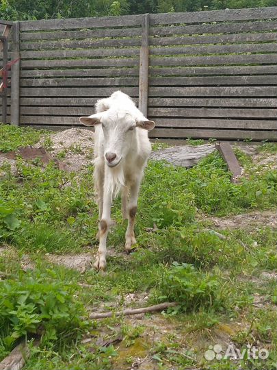 Козы козлята козлы